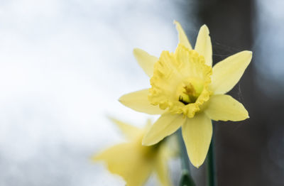 Close-up of yellow daffodil flower