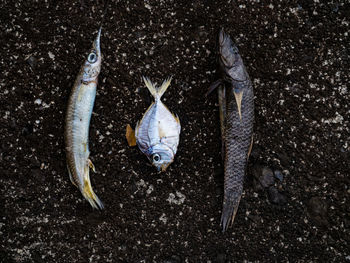 High angle view of fish