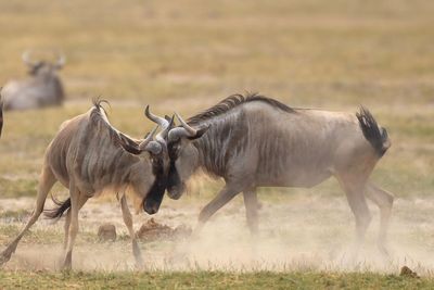 Wildebeests fighting on field