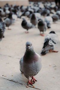 High angle view of pigeon perching