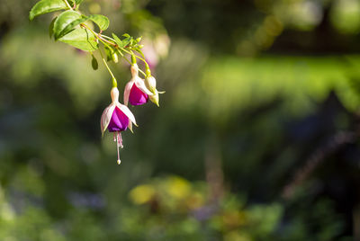 Close-up of pink flowering plant