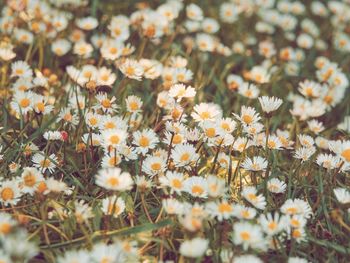 Close-up of white flowering plants on field