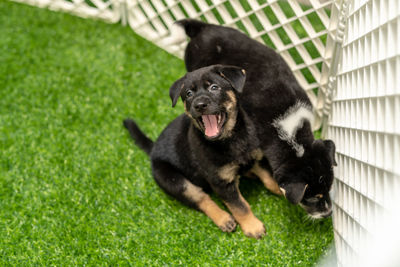 Black dog on grass