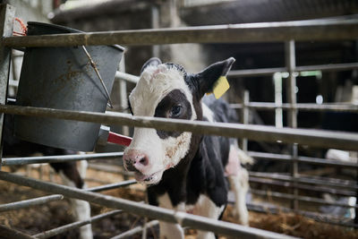 Close-up of goat in pen