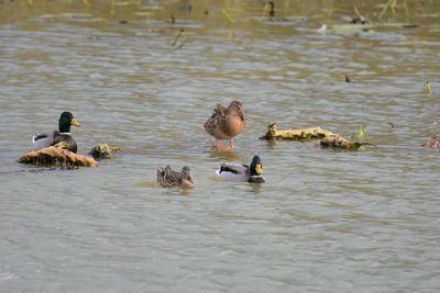 Mallard ducks swimming in lake