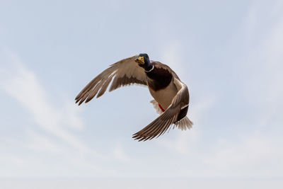 Low angle view of eagle flying against sky