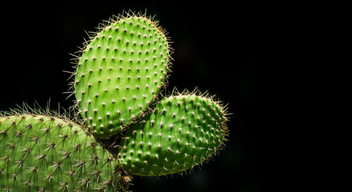 Close-up of succulent plant against black background