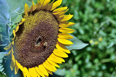 Close-up of butterfly pollinating on sunflower