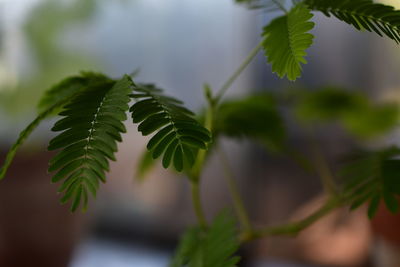 Close up photo of mimosa pudica leaf