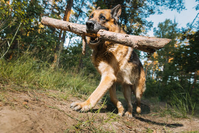 Dog running on field