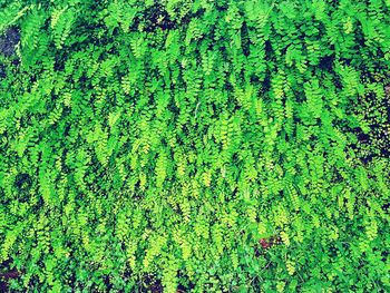 View of green leaves