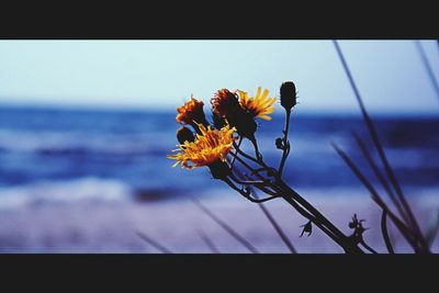 Close-up of yellow flower