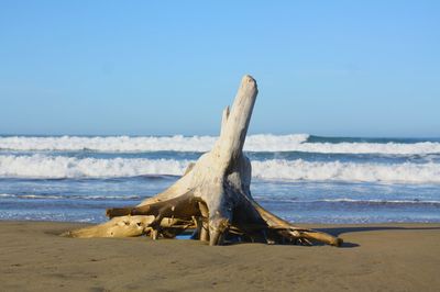 Tree stump stranded on the beach with amazing view