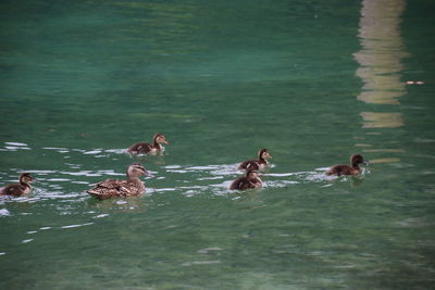 Swans swimming in lake