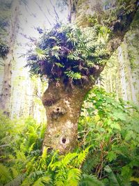 Close-up of tree trunk amidst plants in forest