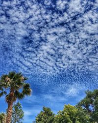 Low angle view of palm trees against blue sky