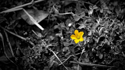 Close-up of yellow flower blooming in field