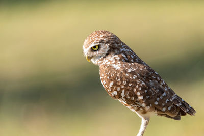 Adult burrowing owl athene cunicularia perched outside its burrow on marco island, florida