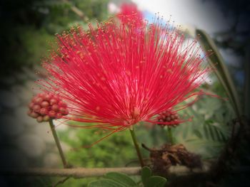 Close-up of red flowers