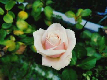 Close-up of rose flower