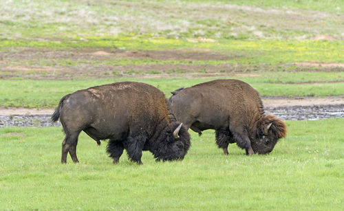 Bison grazing in the black hills of south dakota in wind cave national park