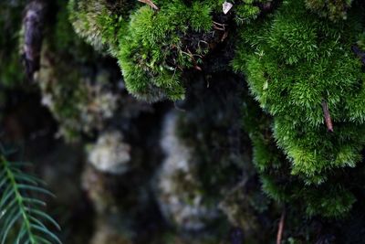 Close-up of moss growing on tree