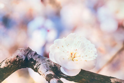 Close-up of white cherry blossom tree