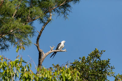 White and grey male swallow-tailed kite elanoides forficatus perches on a dead tree in sarasota