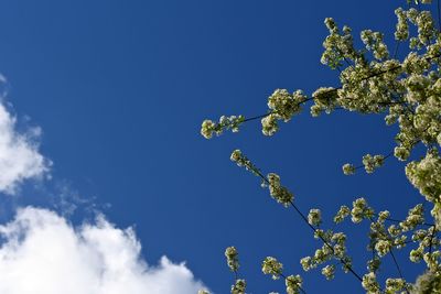 Low angle view of flowering tree against sky