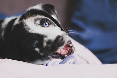 Close-up portrait of dog lying down on bed