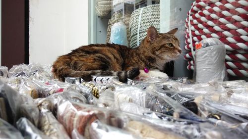 Cat lying on laces at market stall