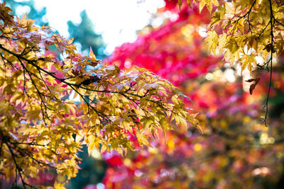 Low angle view of maple tree against sky