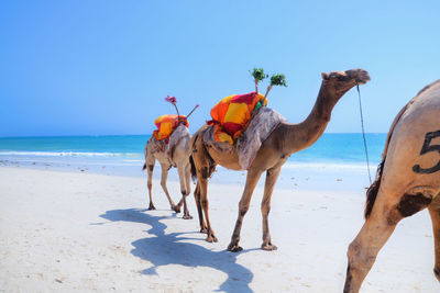 Camels at beach during sunny day