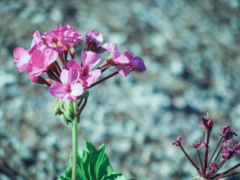 Close-up of pink flowering plant