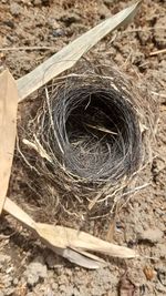 nest