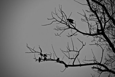 Low angle view of bird perching on bare tree against clear sky