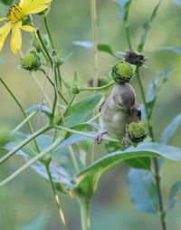 Close-up of honey bee pollinating flower