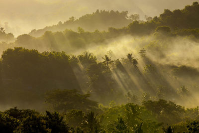 Trees in forest