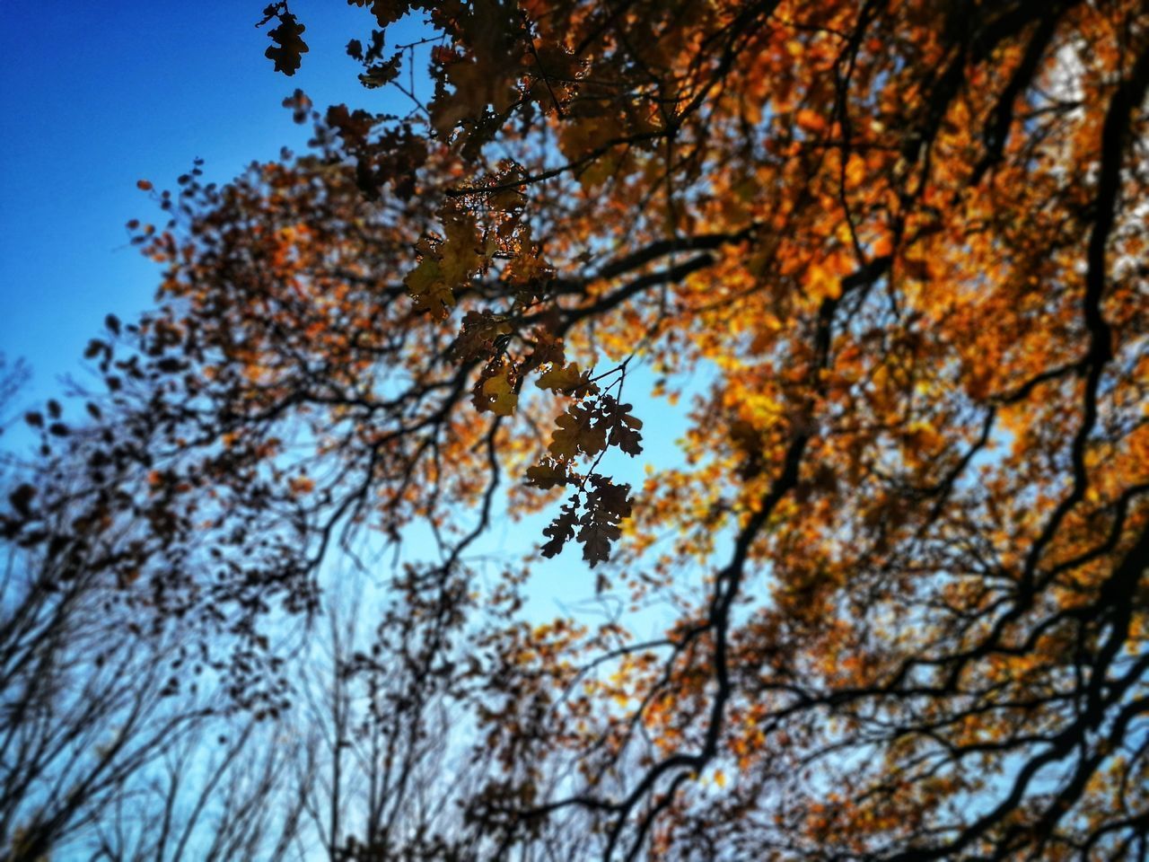 LOW ANGLE VIEW OF TREE DURING AUTUMN