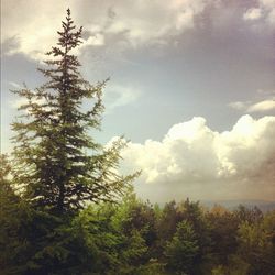 Low angle view of trees against cloudy sky