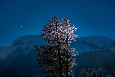 Tree against sky during winter