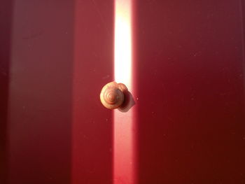 Close-up of snail on door