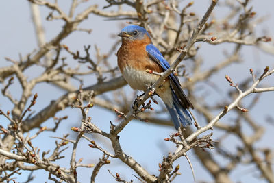 Close-up of bird perching on branch