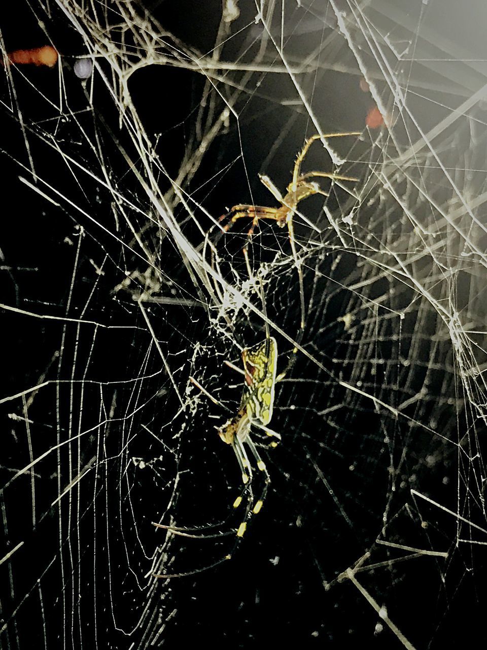 CLOSE-UP OF SPIDER AND WEB AGAINST BLURRED BACKGROUND