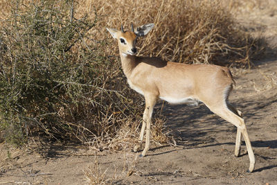 Side view of deer standing on field