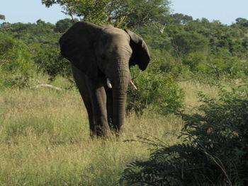 View of elephant in forest