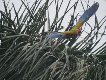 Low angle view of bird perching on branch