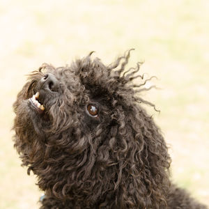 Close-up of dog