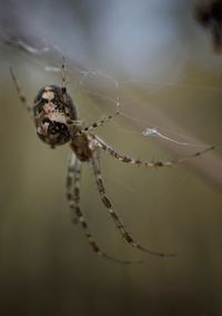 Spider knitting a web