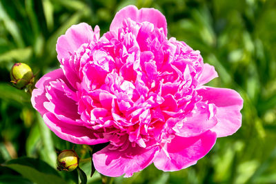 Close-up of pink rose flower in park